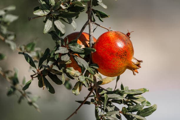 خرید انار ساوه + قیمت فروش استثنایی